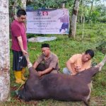 Bupati Bulukumba